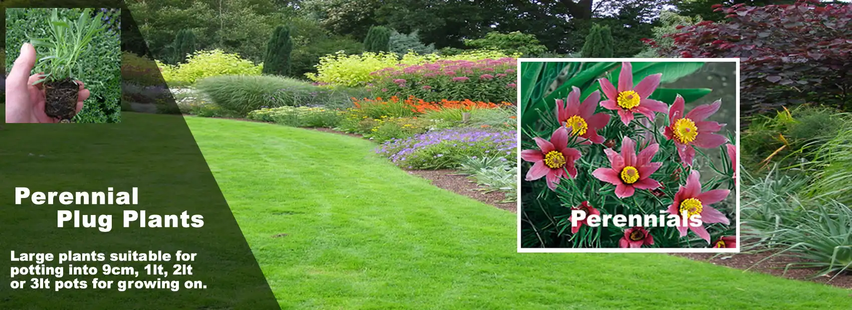 Perennial Plug Plants