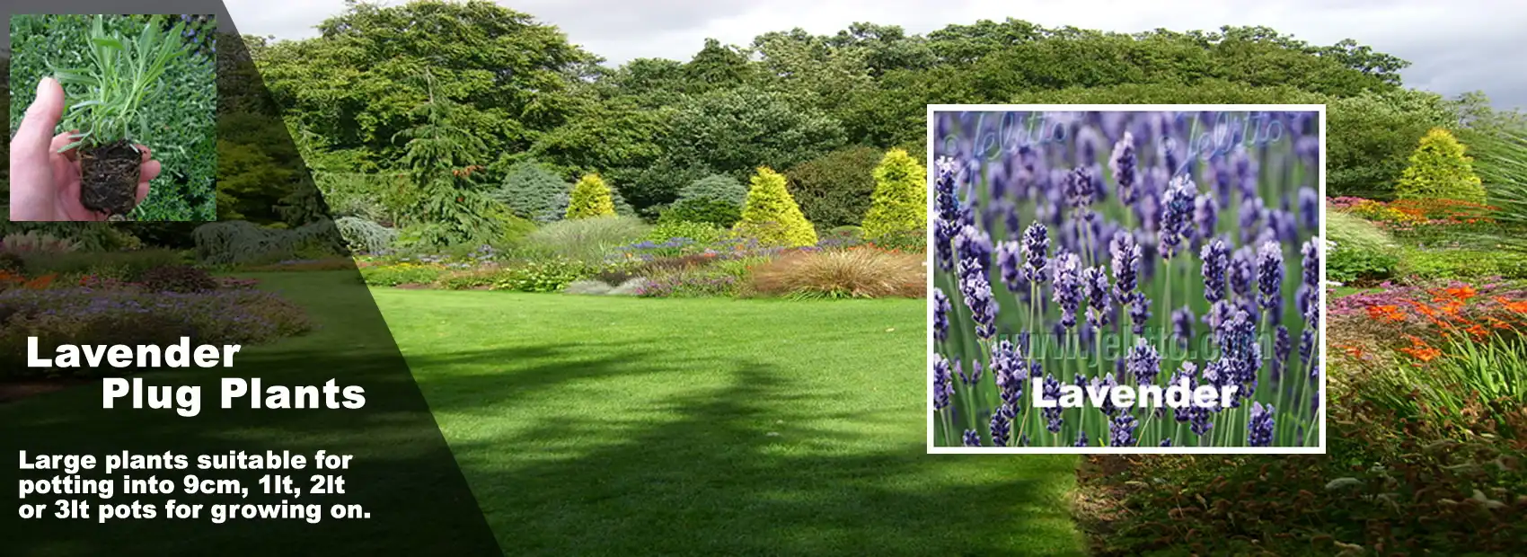 Lavender Plug Plants
