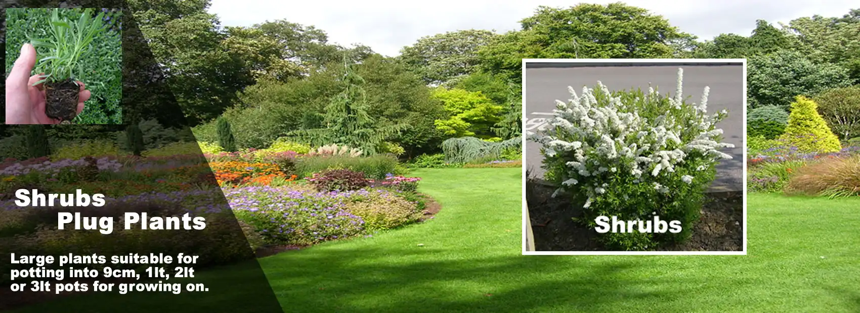 Shrub Plug Plants