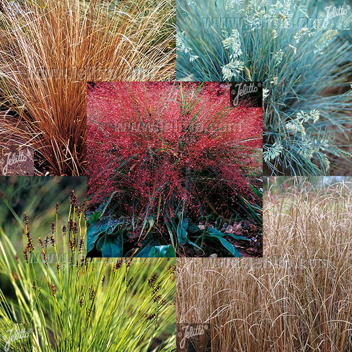 Grass Collections