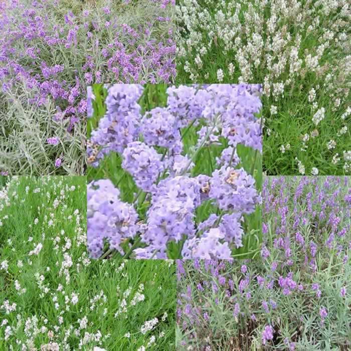 Lavender Plug Plants
