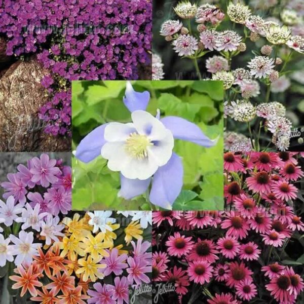 Perennial Collections