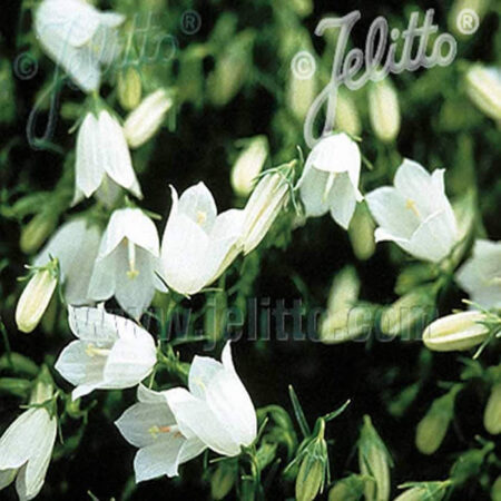 CAMPANULA cochleariifolia Bavaria White