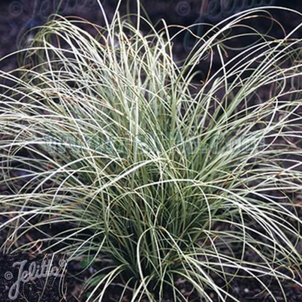 CAREX Frosted Curls