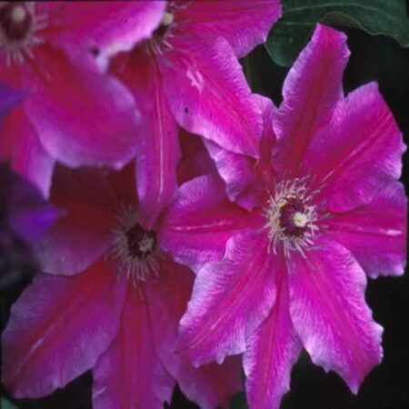 CLEMATIS Carnaby