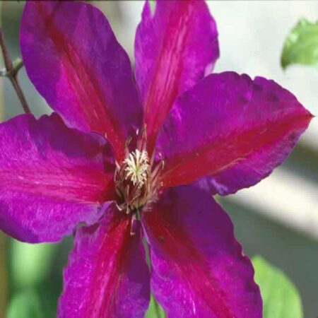CLEMATIS Mrs N Thompson