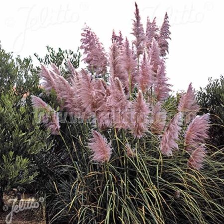 CORTADERIA selloana 'Rosea' (Pink Feather)
