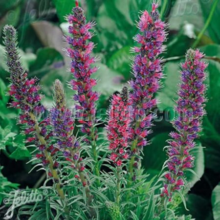 ECHIUM amoenum Red Feathers in 4.5cm plant plugs