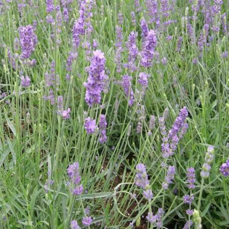 LAVANDULA augustifolia Loddon Blue