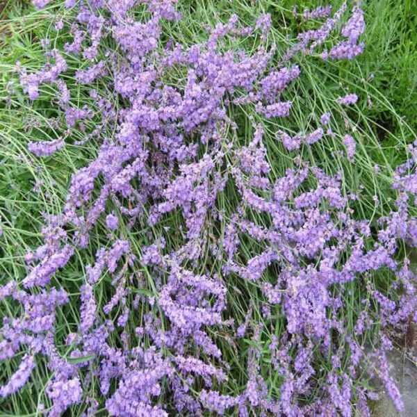 LAVANDULA angustifolia 'Royal Purple'