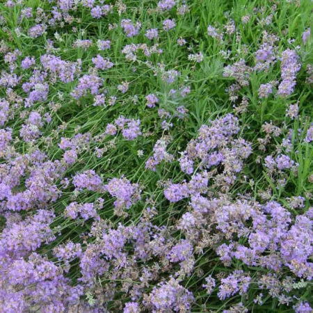 LAVANDULA angustifolia 'Cedar Blue'