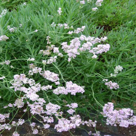 LAVANDULA augustifolia 'Loddon Pink'