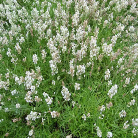 LAVANDULA angustifolia Nana Alba