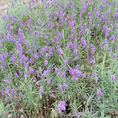 LAVANDULA angustifolia Twickle Purple