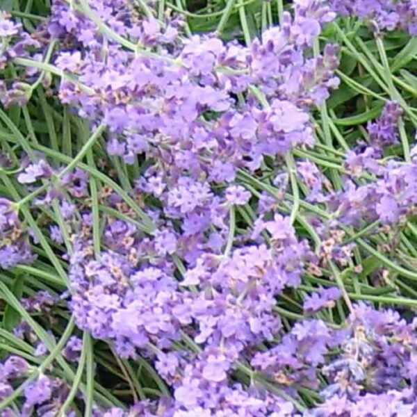 LAVANDULA angustifolia 'Royal Purple'