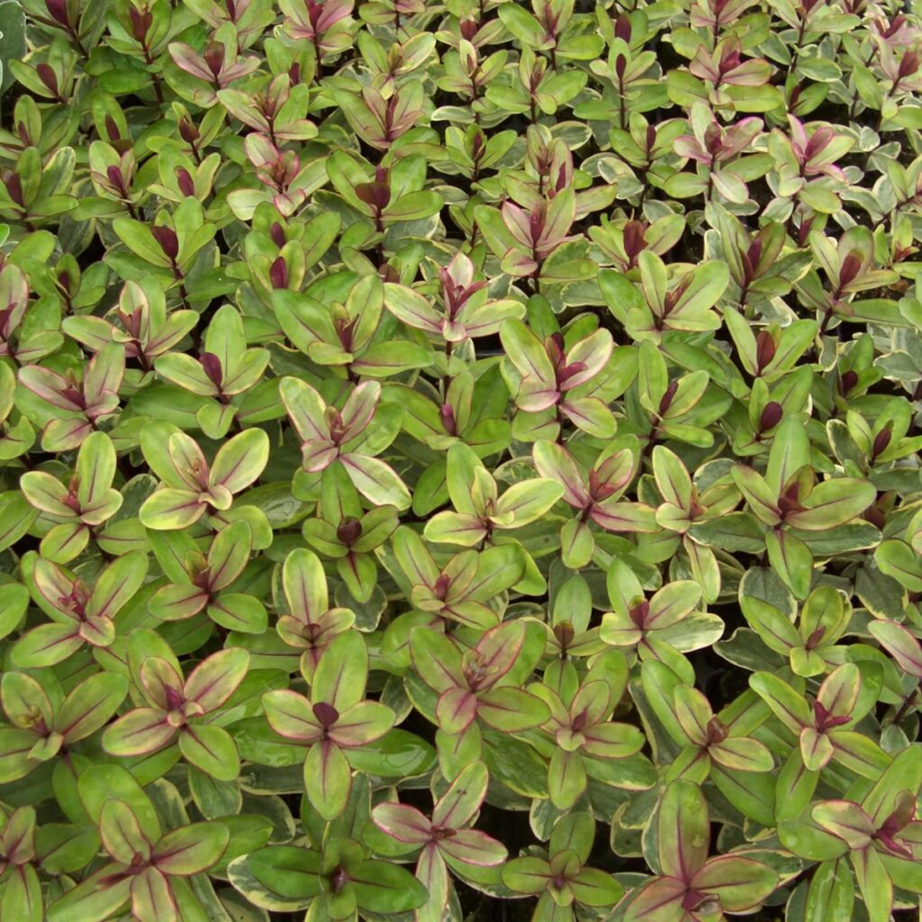 HEBE Baby Boo in 3.5cm plant plugs