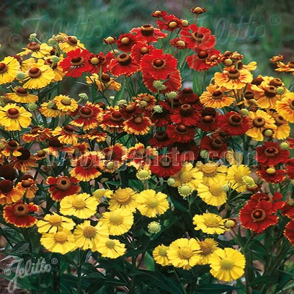 HELENIUM Red & Gold