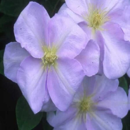 CLEMATIS Louise Rowe