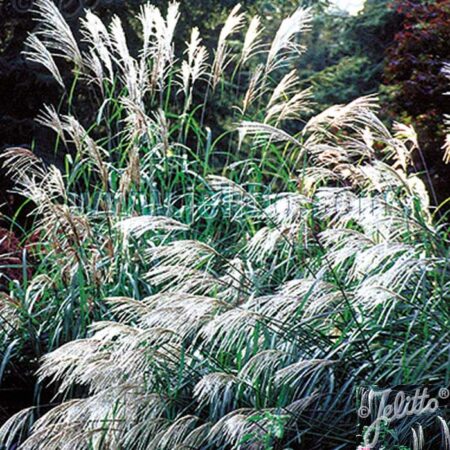 MISCANTHUS Early Hybrids