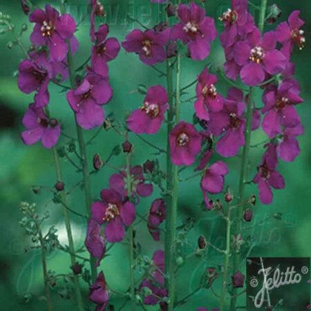 VERBASCUM phoeniceum 'Violetta'