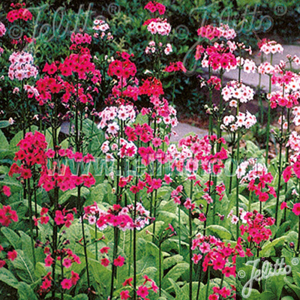 PRIMULA Deluxe Mixed