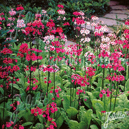 PRIMULA Deluxe Mixed