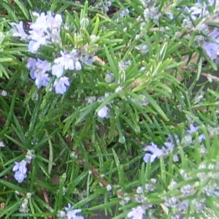 SALVIA rosmarinus 'Sudbury Blue'
