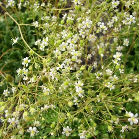 SAXIFRAGA cuneifolia 'Variegata'