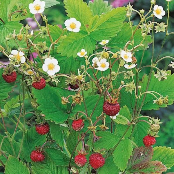 FRAGARIA vesca 'Strawberry Wild'