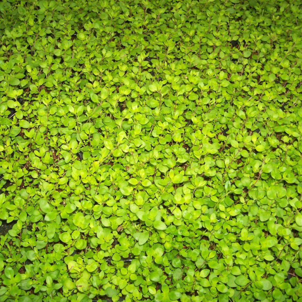 THYMUS serpyllum (Non Creeping) Plug Plants