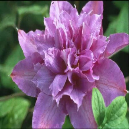 Vyvyan Pennell CLEMATIS