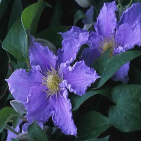 Will Goodwin CLEMATIS
