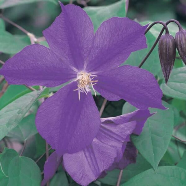 CLEMATIS Star of India