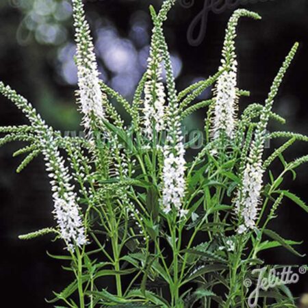 VERONICA-longifolia-Alba